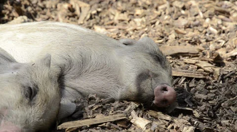 Sleeping young piglets and dreaming Stock Footage 23624757