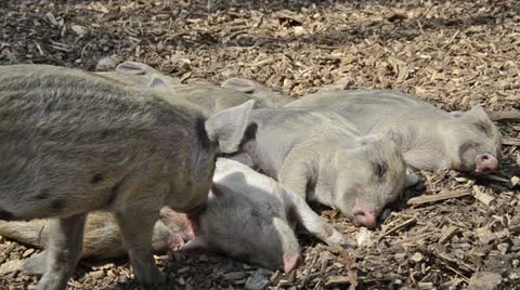 Sleeping young piglets Stock Footage 23623376