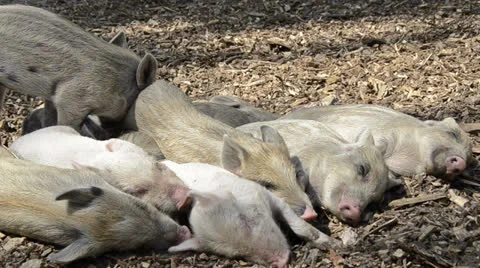 Sleeping young piglets Stock Footage 23623819