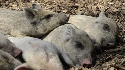 Sleeping young piglets Stock Footage 23624058