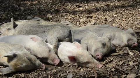 Sleeping young piglets Stock Footage 23624431