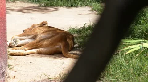 Sleepinglion Stock Footage 10882979