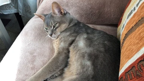 A sleepy Abyssinian cat Stock Footage 90001219
