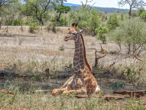 Sleepy African Giraffe, lying in the shade, to avoid the midday African sun.  Stock Photos