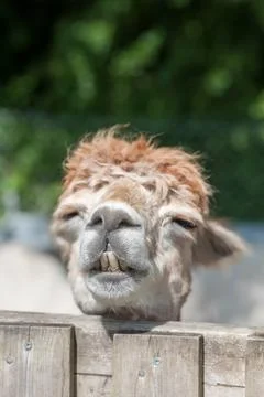 Sleepy alpaca 库存照片