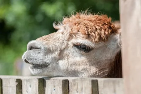 Sleepy alpaca Stock Photos