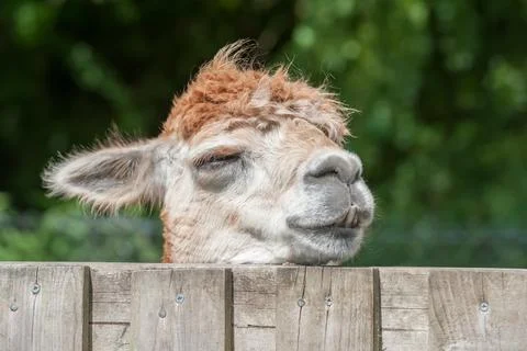 Sleepy alpaca Stock Photos