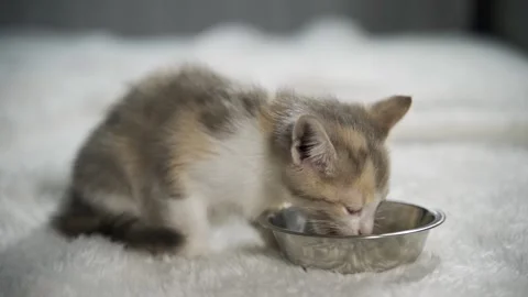 Sleepy baby cat eats delicious meat for breakfast. He slowly chews a small piece Stock Footage 158997526