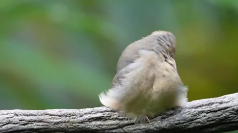 A sleepy baby Java Sparrow Vídeo Stock 150554771
