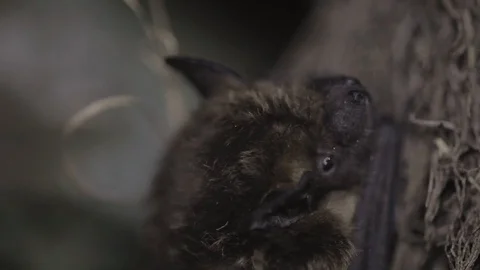 Sleepy bat climbing a tree 스톡 동영상 122446235