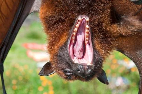 Sleepy bat Stock Photos
