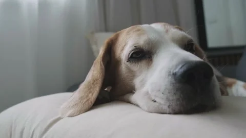 Sleepy Beagle Dog Resting Head on Cushion Looking at Camera Indoors In Soft Stock Footage 343321683