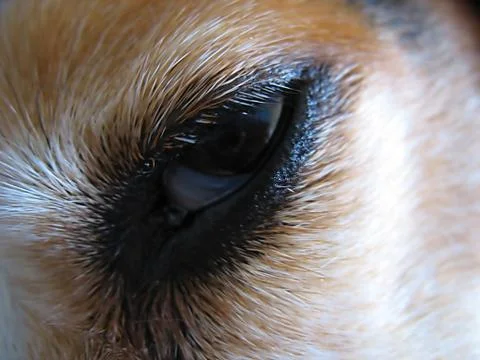 Sleepy Beagle Eye Macro Stock Photos