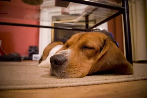 Sleepy beagle Stock Photos