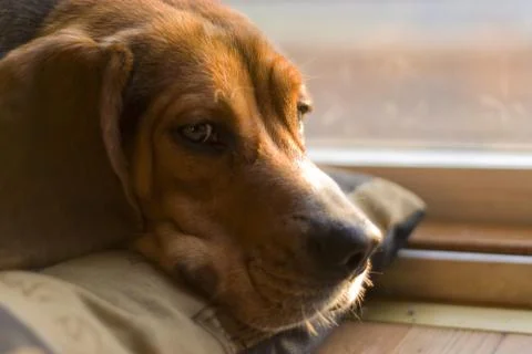 Sleepy beagle Stock Photos