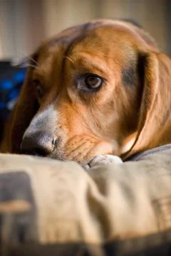 Sleepy beagle Stock Photos