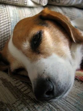 Sleepy Beagle Stock Photos