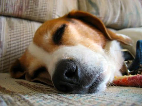 Sleepy Beagle Stock Photos