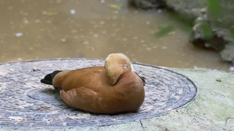 Sleepy Bird on the Ground Stock Footage 155872231