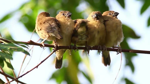 Sleepy Birds 2 Stock Footage 32169080