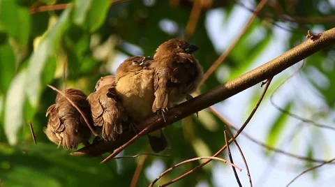 Sleepy Birds 4 Stock Footage 46046448