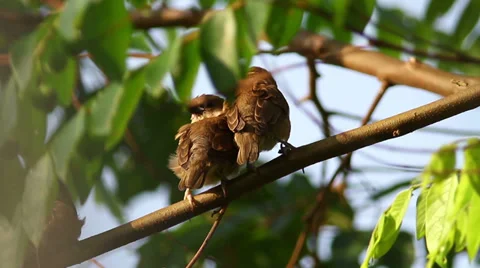 Sleepy Birds 6 Stock Footage 38525067
