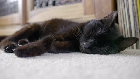 Sleepy Black cat Stock Footage 137457234