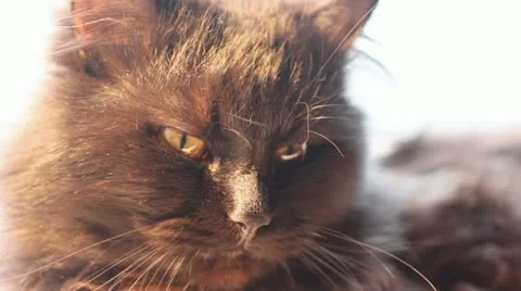 Sleepy Black Cat in front of a white background Stock Footage