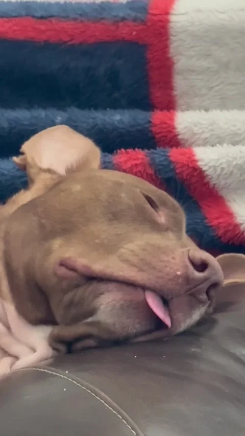 The Sleepy Blep Stock Footage 313292169