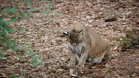 Sleepy Bobcat digging Stock Photos
