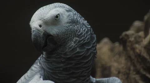 Sleepy &amp; Bored Bird Stock Footage 67425347