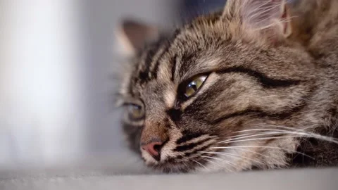 Sleepy bored cat portrait, close up shot of a brindle tabby cat Stock-Footage 157385397