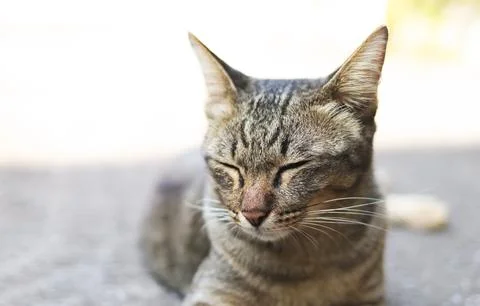 Sleepy boring cat lying down on cement floor and close her eyes. Stock Photos