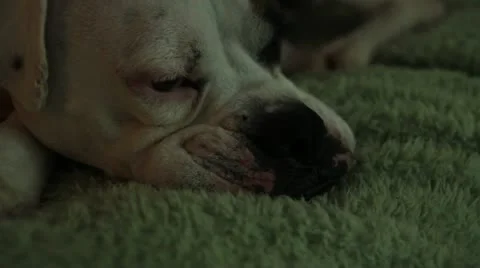 Sleepy Boxer Dog Stock Footage 12253757