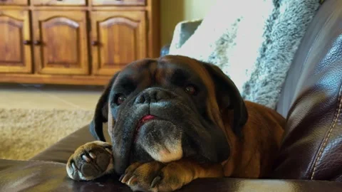 Sleepy Boxer Dog Waking Up while Blinking and Twitching His Ears. Stock Footage 346440654