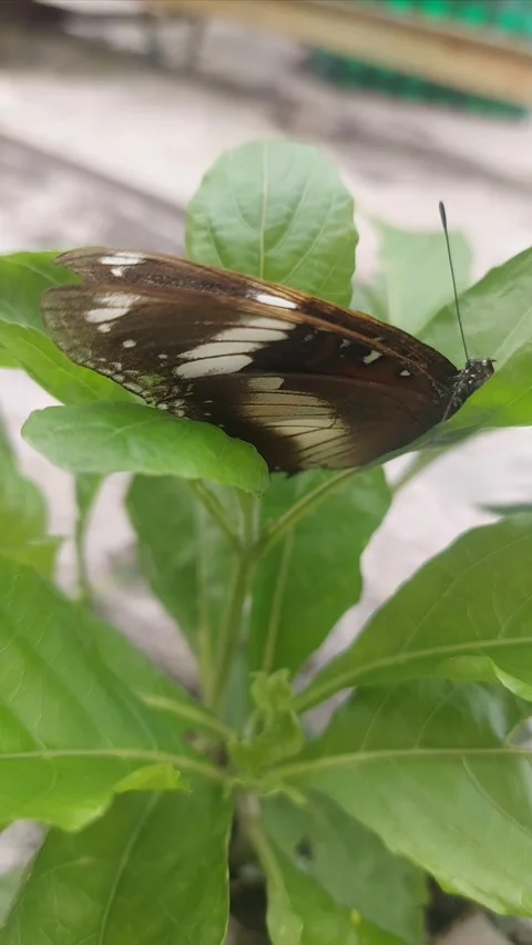 Sleepy Butterfly on Leaf Stock Footage 295282211