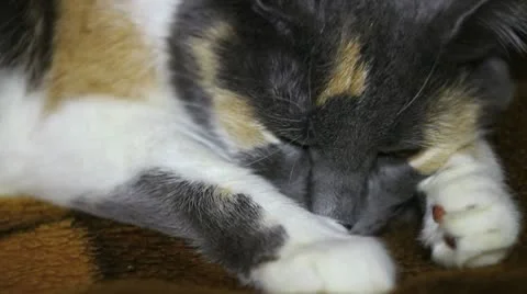 Sleepy calico cat glances on camera Stock Footage 10559415