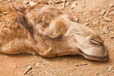 Sleepy Camel 스톡 사진