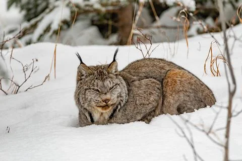 Sleepy Canada Lynx Lynx canadensis in winter snow Stock Photos