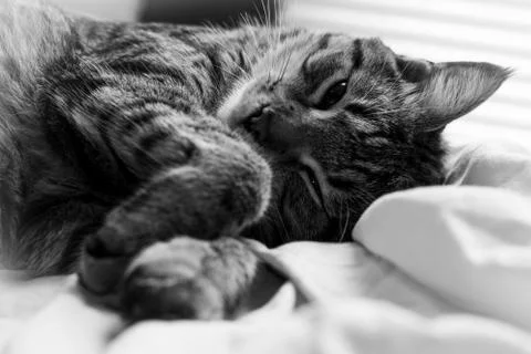 Sleepy cat 1 Foto stock