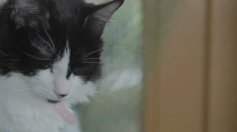 Sleepy Cat 2 Stock Footage 31818857