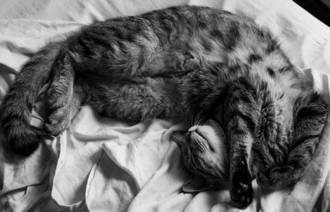 Sleepy cat 2 Foto stock