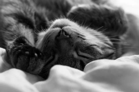 Sleepy cat 3 Foto stock
