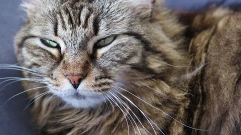 Sleepy Cat Almost Falling Asleep on Couch Stock Footage 270146814