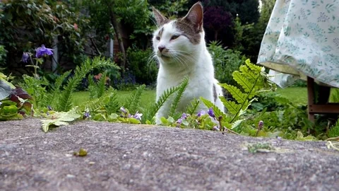 Sleepy cat in a backyard Stock Footage 140067233