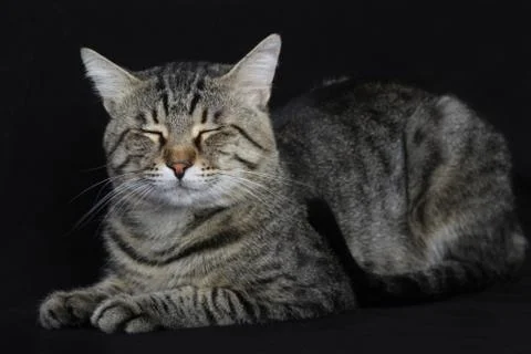 Sleepy cat on black background Stock Photos