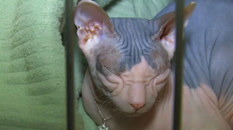 Sleepy cat in a cage Stock Footage 27075373