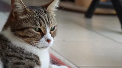 Sleepy Cat on the Carpet Stock Footage 322116325
