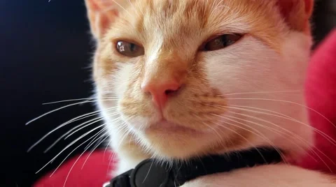 Sleepy cat, close up Stock Footage 40954408