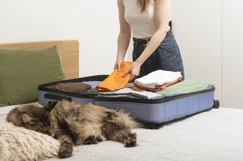 Sleepy cat curls up on the bed while luggage stands open during packing. hand Stock Photos